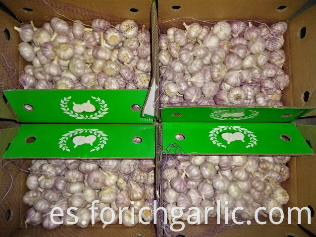 Normal White Garlic In Carton